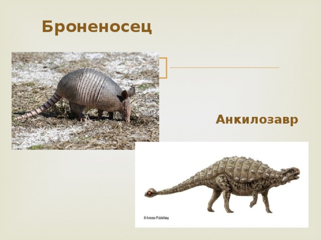  Броненосец  Анкилозавр 