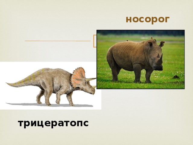  носорог  трицератопс 