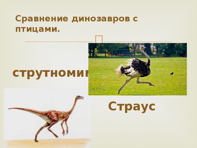 Сравнение динозавров с птицами. струтномим Страус 
