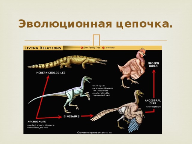 Эволюционная цепочка. 