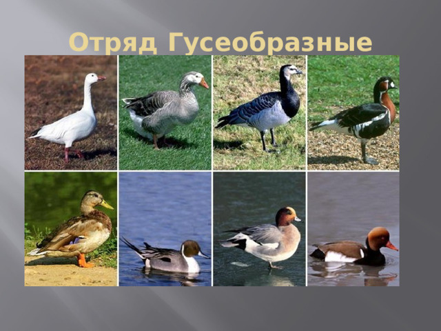 Отряд Гусеобразные 