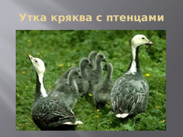 Утка кряква с птенцами 