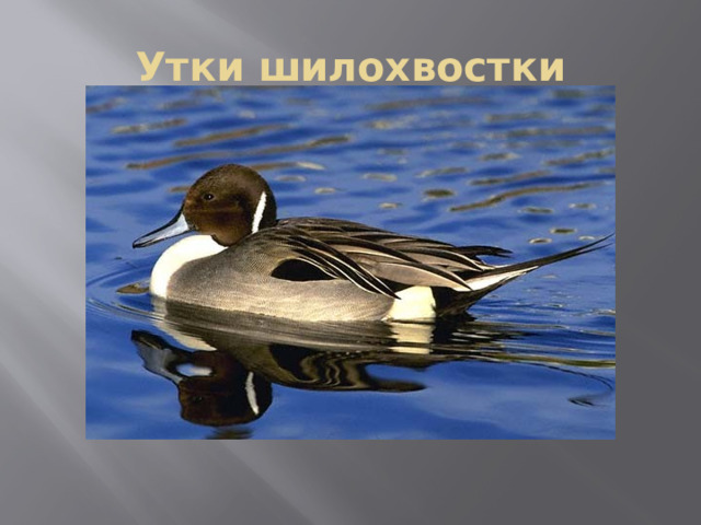 Утки шилохвостки 