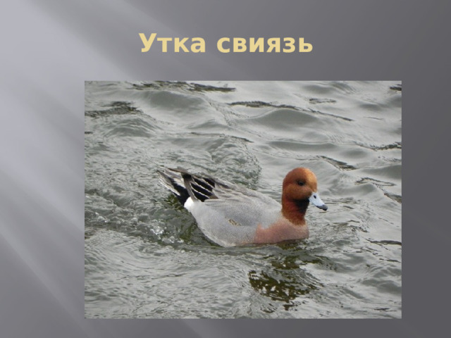 Утка свиязь 