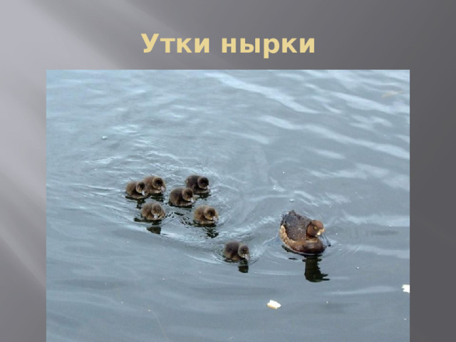 Утки нырки 
