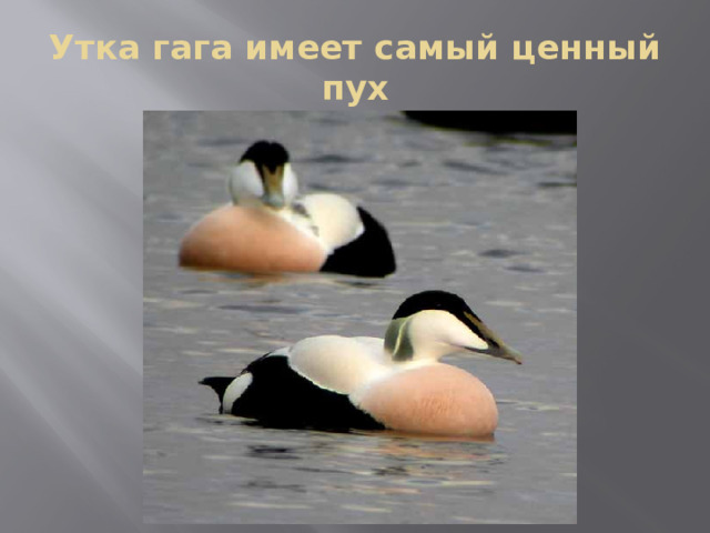 Утка гага имеет самый ценный пух 