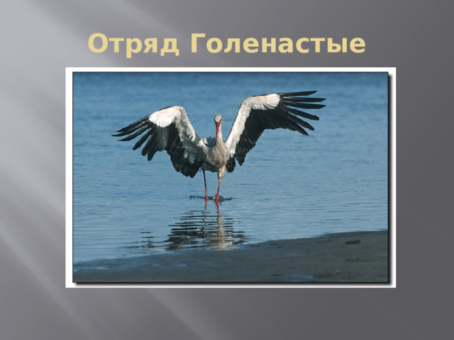 Отряд Голенастые 