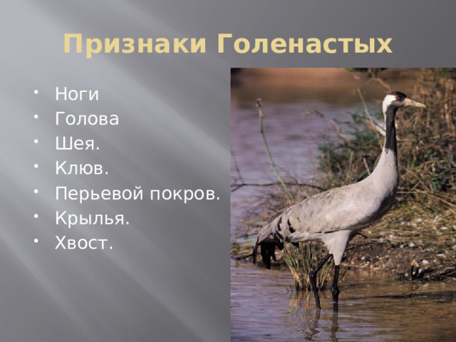 Признаки Голенастых Ноги Голова Шея. Клюв. Перьевой покров. Крылья. Хвост. 