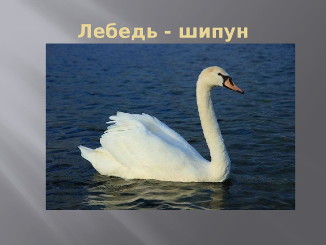 Лебедь - шипун 