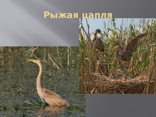 Рыжая цапля 