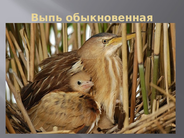 Выпь обыкновенная 