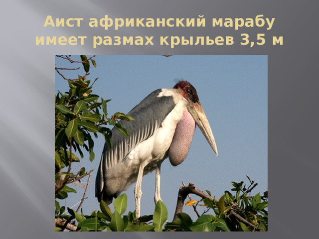 Аист африканский марабу имеет размах крыльев 3,5 м 