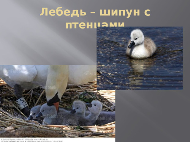 Лебедь – шипун с птенцами 