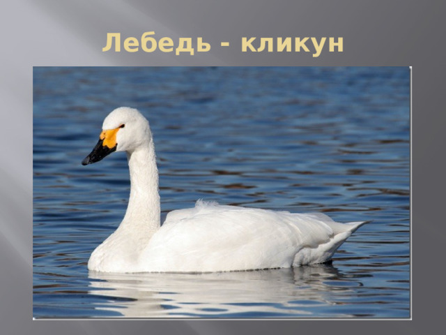 Лебедь - кликун 