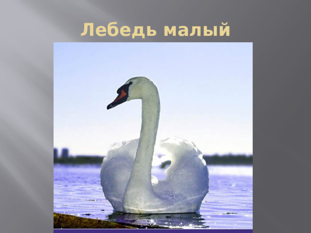Лебедь малый 