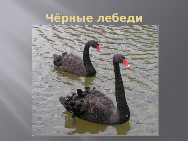 Чёрные лебеди 