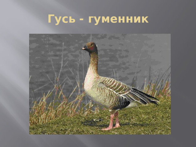 Гусь - гуменник 