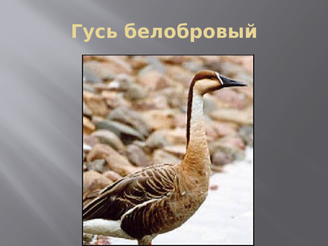 Гусь белобровый 