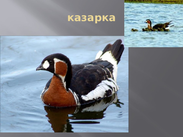 казарка 