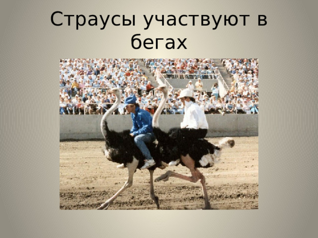Страусы участвуют в бегах 