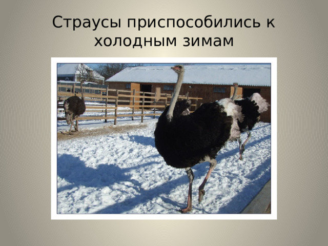 Страусы приспособились к холодным зимам 