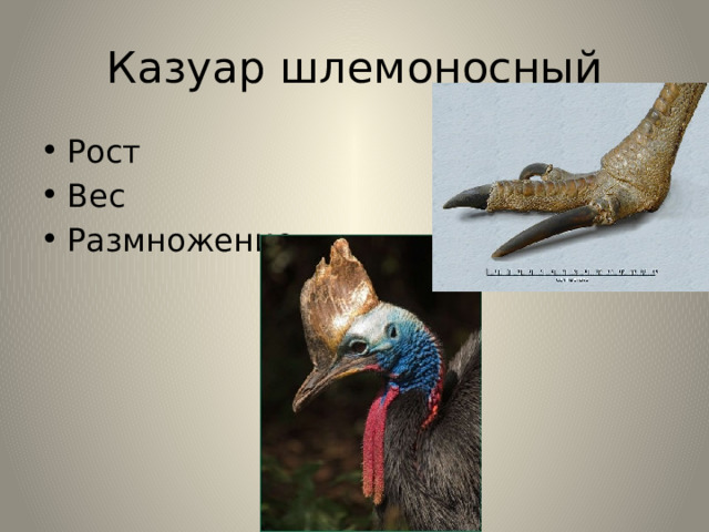 Казуар шлемоносный Рост Вес Размножение. 