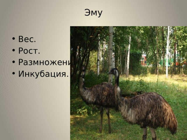Эму   Вес. Рост. Размножение Инкубация. 