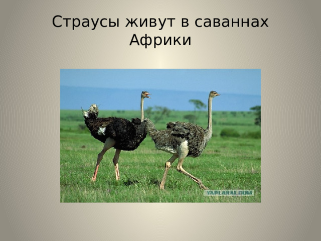 Страусы живут в саваннах Африки 