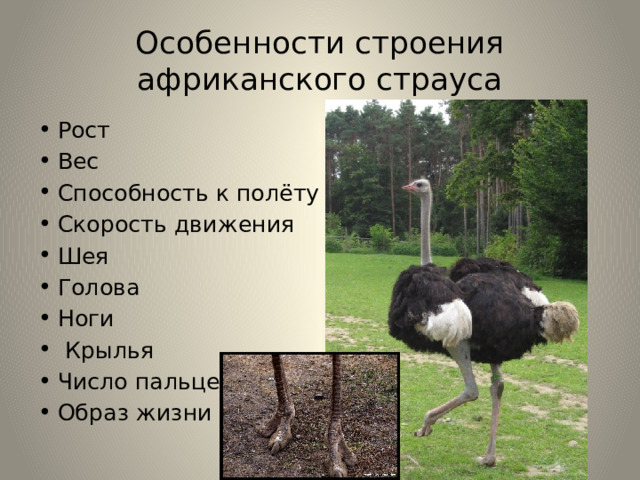 Особенности строения африканского страуса Рост Вес Способность к полёту Скорость движения Шея Голова Ноги  Крылья Число пальцев Образ жизни 