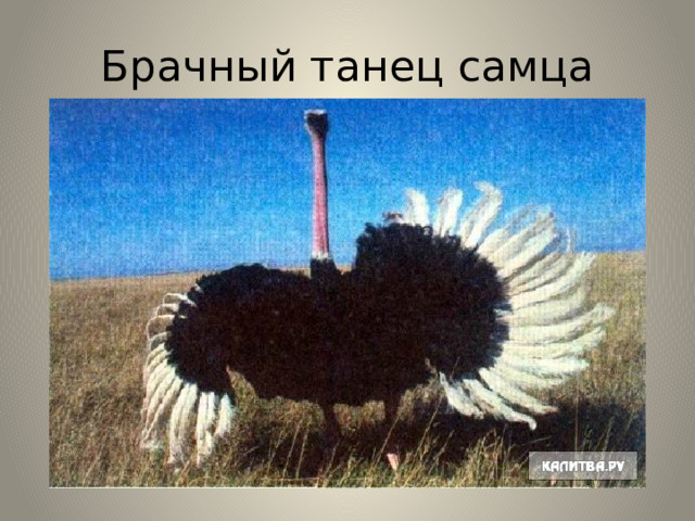 Брачный танец самца 