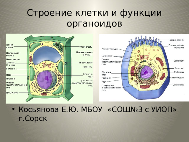 Строение клетки и функции органоидов Косьянова Е.Ю. МБОУ «СОШ№3 с УИОП» г.Сорск 