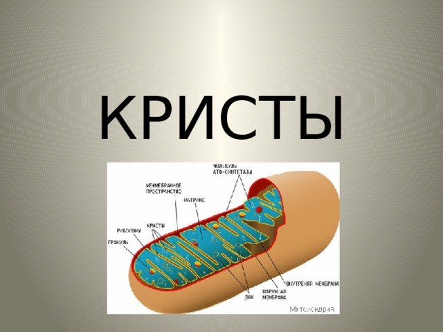 КРИСТЫ 