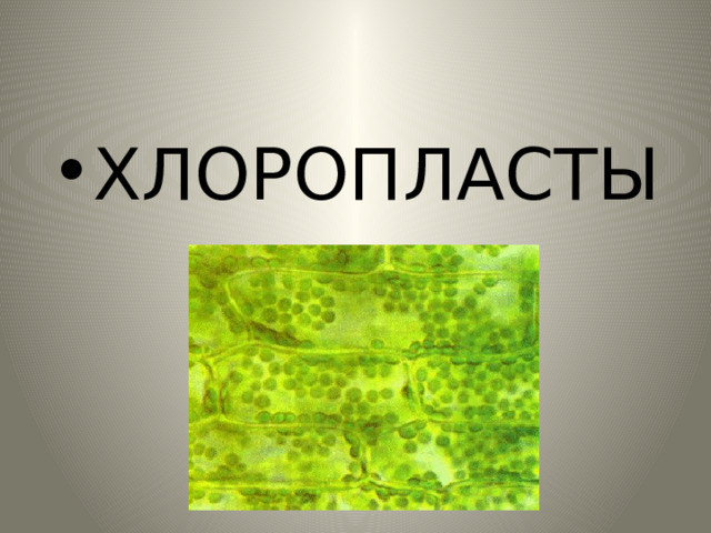 ХЛОРОПЛАСТЫ 