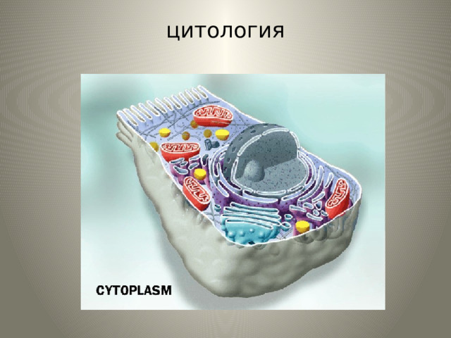 цитология   
