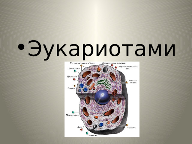 Эукариотами 