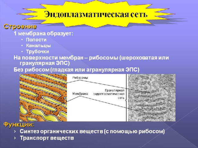 Эндоплазматическая сеть 
