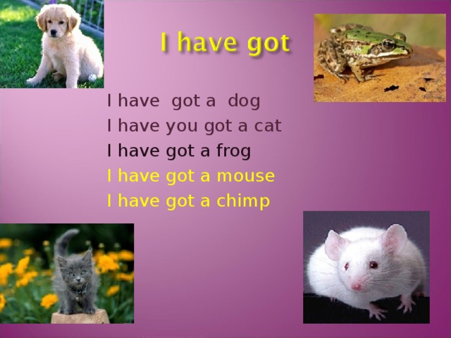 I have got a dog I have you got a cat I have got a frog I have got a mouse I have got a chimp 
