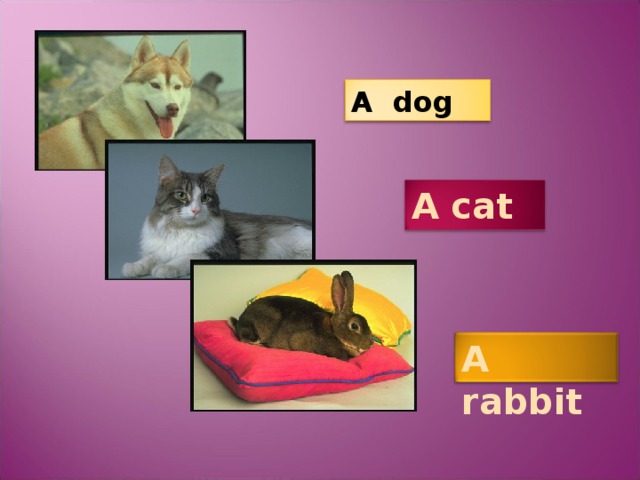 A dog A cat A rabbit 