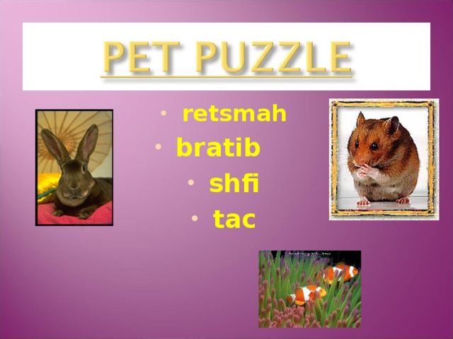 retsmah retsmah retsmah bratib  shfi tac  11 
