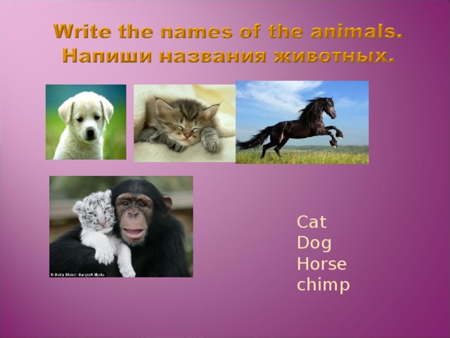 Cat Dog Horse chimp 