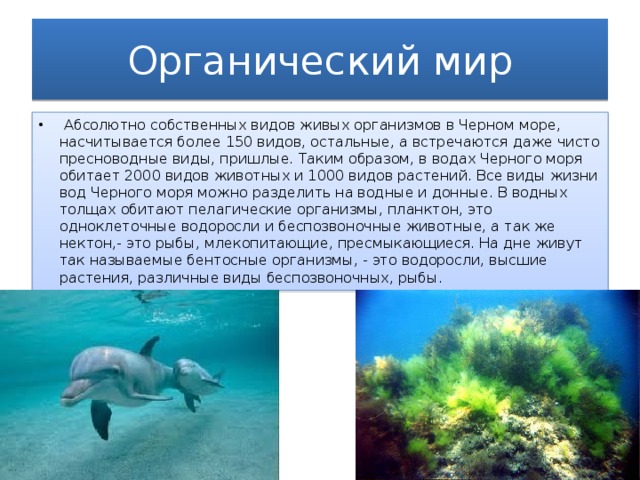 Органический мир   Абсолютно собственных видов живых организмов в Черном море, насчитывается более 150 видов, остальные, а встречаются даже чисто пресноводные виды, пришлые. Таким образом, в водах Черного моря обитает 2000 видов животных и 1000 видов растений. Все виды жизни вод Черного моря можно разделить на водные и донные. В водных толщах обитают пелагические организмы, планктон, это одноклеточные водоросли и беспозвоночные животные, а так же нектон,- это рыбы, млекопитающие, пресмыкающиеся. На дне живут так называемые бентосные организмы, - это водоросли, высшие растения, различные виды беспозвоночных, рыбы.  