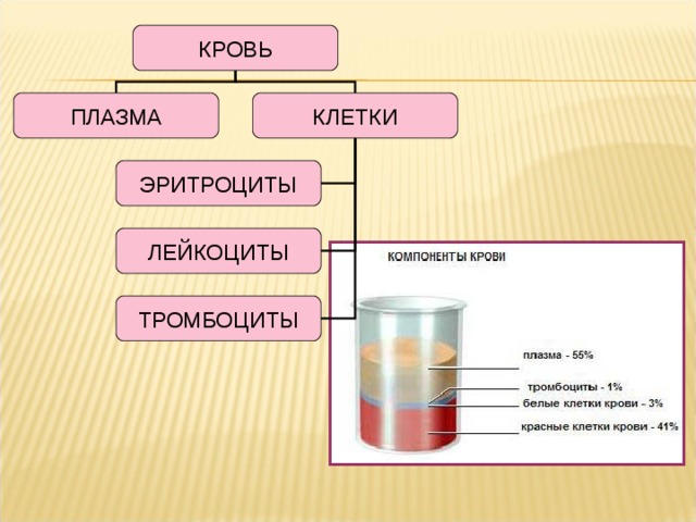 КРОВЬ ПЛАЗМА КЛЕТКИ ЭРИТРОЦИТЫ ЛЕЙКОЦИТЫ ТРОМБОЦИТЫ 