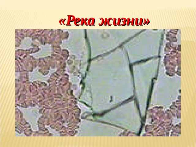 «Река жизни» 