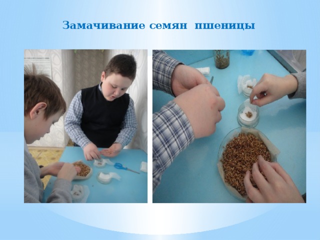 Замачивание семян пшеницы 