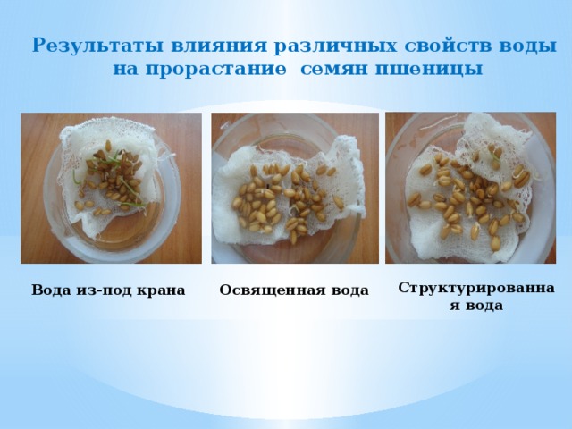 Результаты влияния различных свойств воды  на прорастание семян пшеницы Структурированная вода Вода из-под крана Освященная вода 