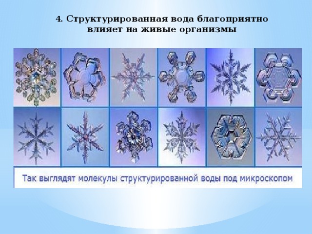 4. Структурированная вода благоприятно влияет на живые организмы 