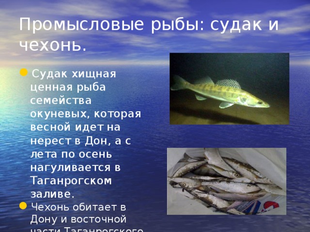 Промысловые рыбы: судак и чехонь. Судак хищная ценная рыба семейства окуневых, которая весной идет на нерест в Дон, а с лета по осень нагуливается в Таганрогском заливе. Чехонь обитает в Дону и восточной части Таганрогского залива. 