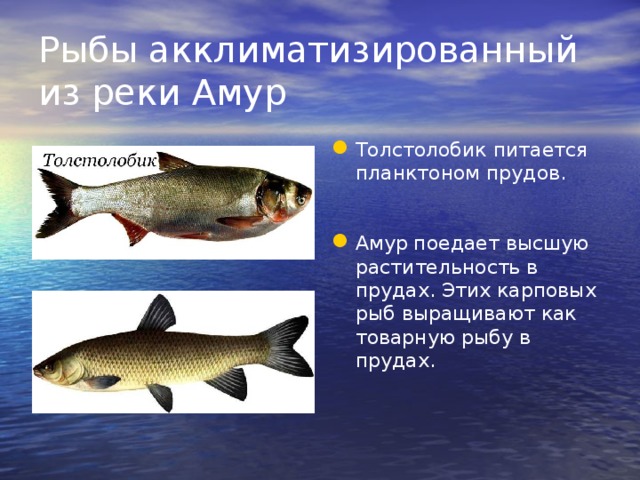 Рыбы акклиматизированный из реки Амур Толстолобик питается планктоном прудов. Амур поедает высшую растительность в прудах. Этих карповых рыб выращивают как товарную рыбу в прудах. 