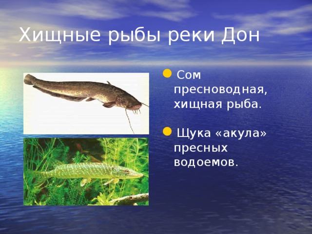 Хищные рыбы реки Дон Сом пресноводная, хищная рыба. Щука «акула» пресных водоемов. 