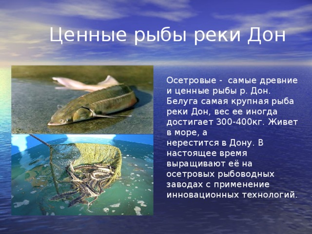  Ценные рыбы реки Дон Осетровые - самые древние и ценные рыбы р. Дон. Белуга самая крупная рыба реки Дон, вес ее иногда достигает 300-400кг. Живет в море, а нерестится в Дону. В настоящее время выращивают её на осетровых рыбоводных заводах с применение инновационных технологий. 